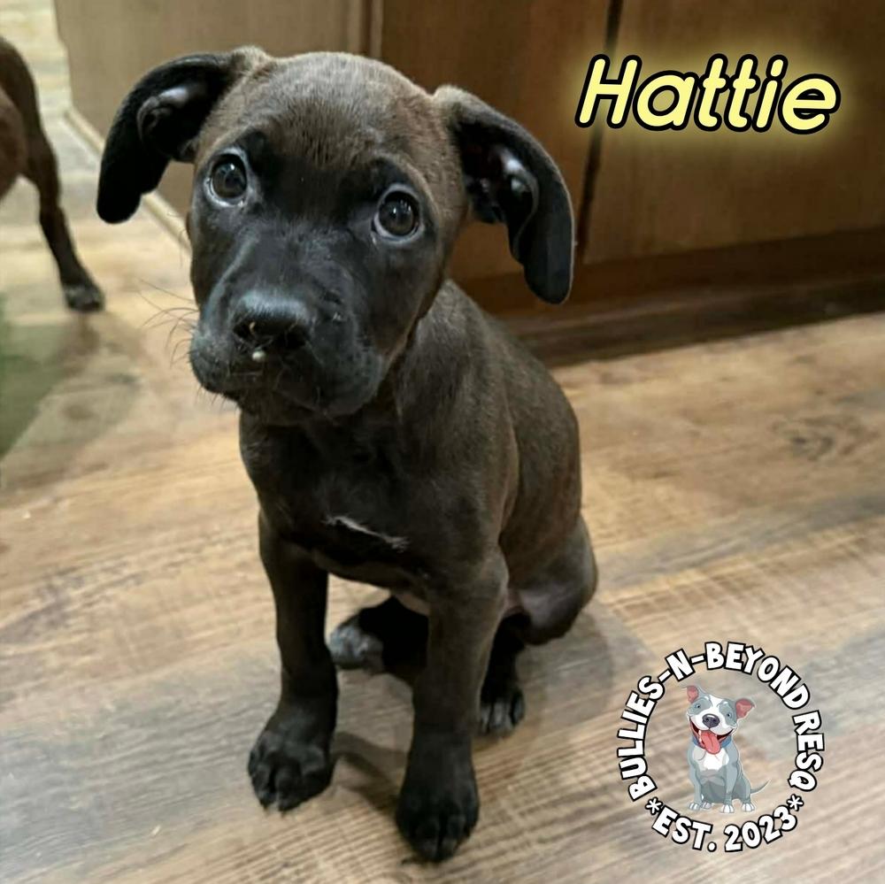 Cottagecore Litter: Hattie, Adoptable, Puppy Female Labrador Retriever.