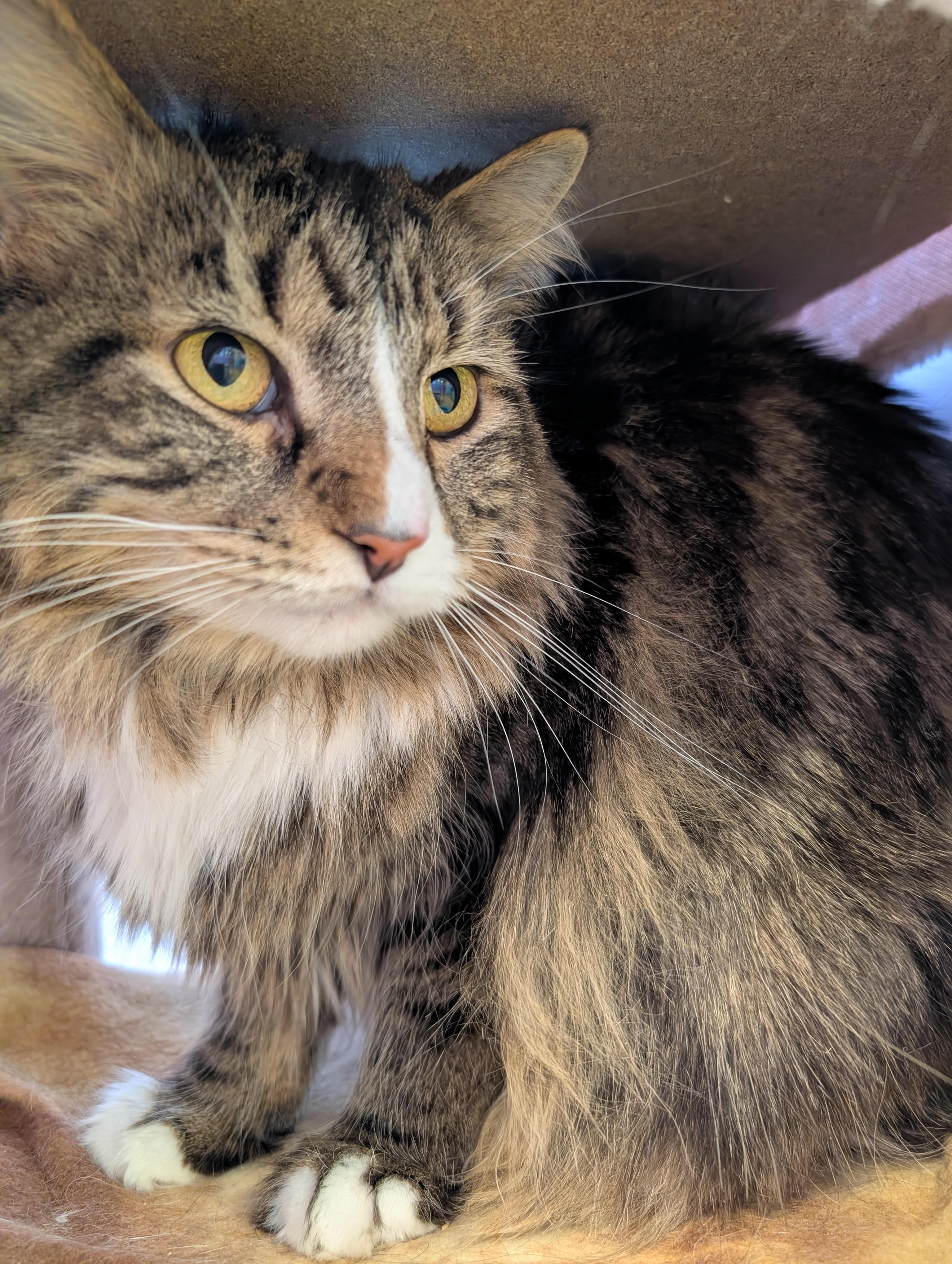 Enlarge Geronimo, a ADOPTABLE Domestic Short Hair in Hudson, NY image 1/1