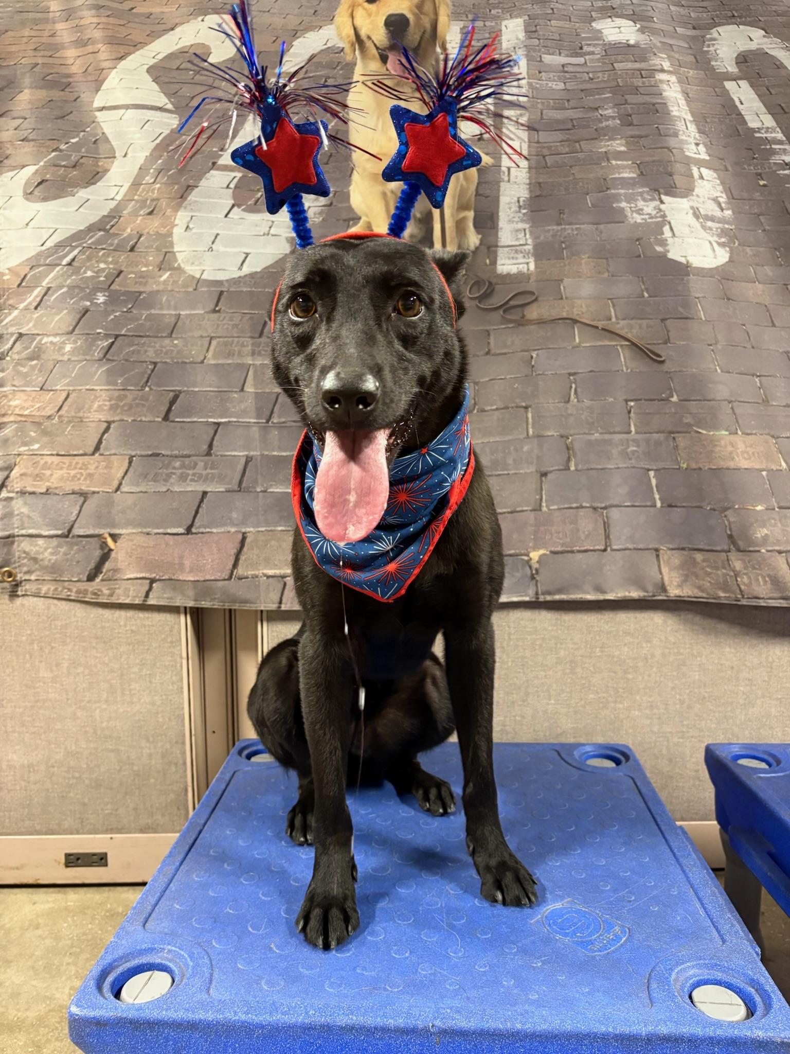 Enlarge Suni, an adopted mixed breed in St. Petersburg, FL image 2/6