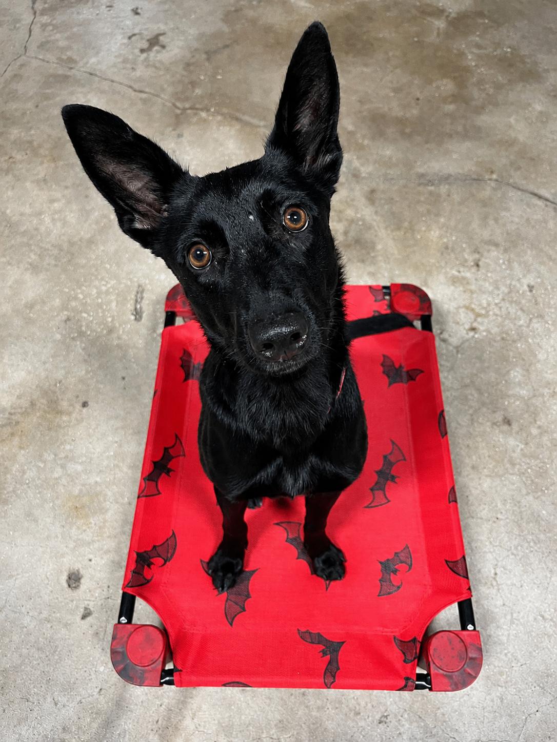 Enlarge Suni, an adopted mixed breed in St. Petersburg, FL image 4/6