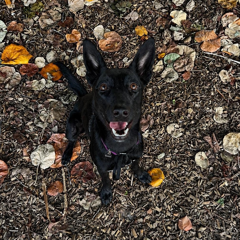 Enlarge Suni, an adopted mixed breed in St. Petersburg, FL image 5/6
