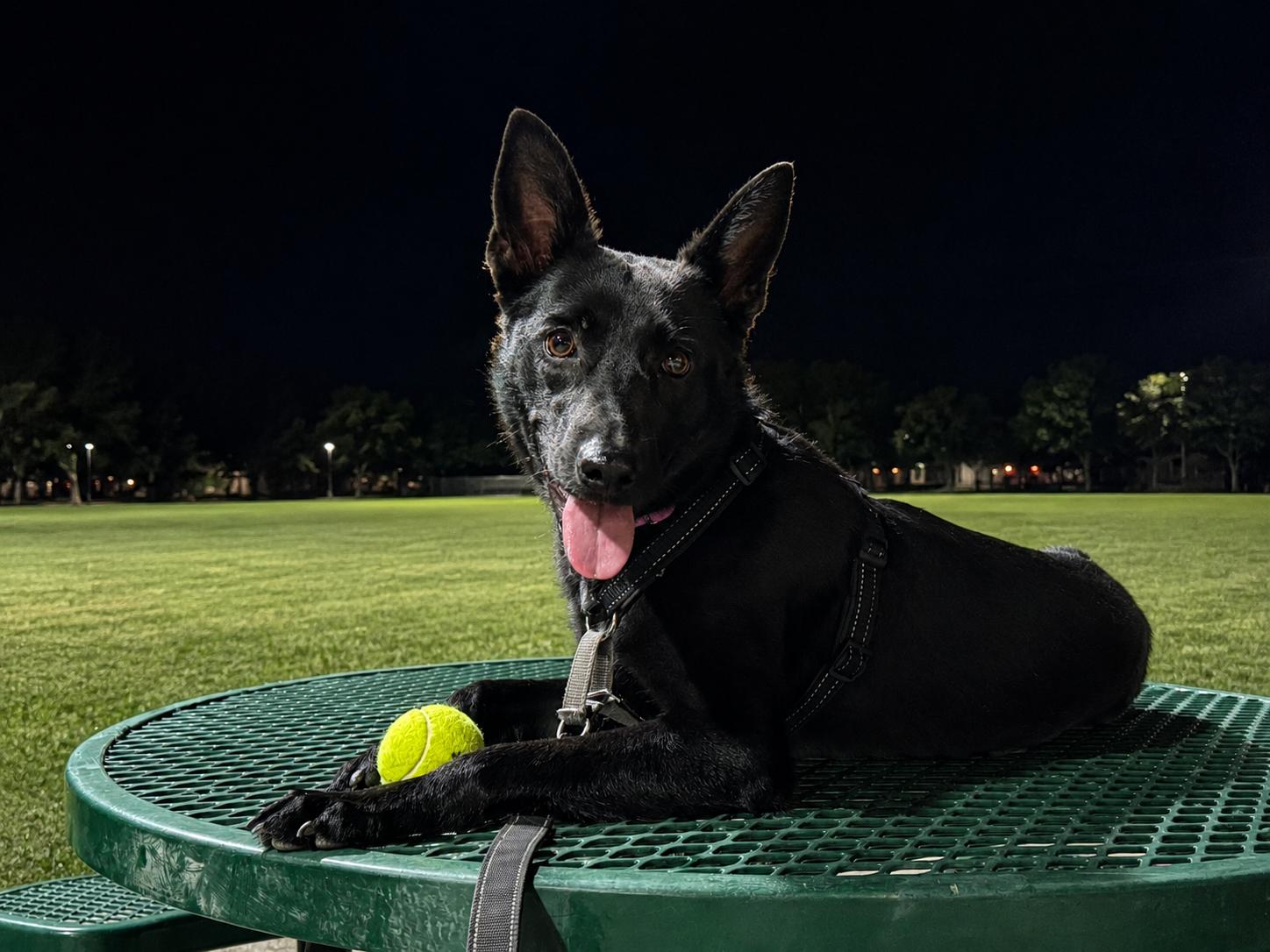 Enlarge Suni, an adopted mixed breed in St. Petersburg, FL image 3/6