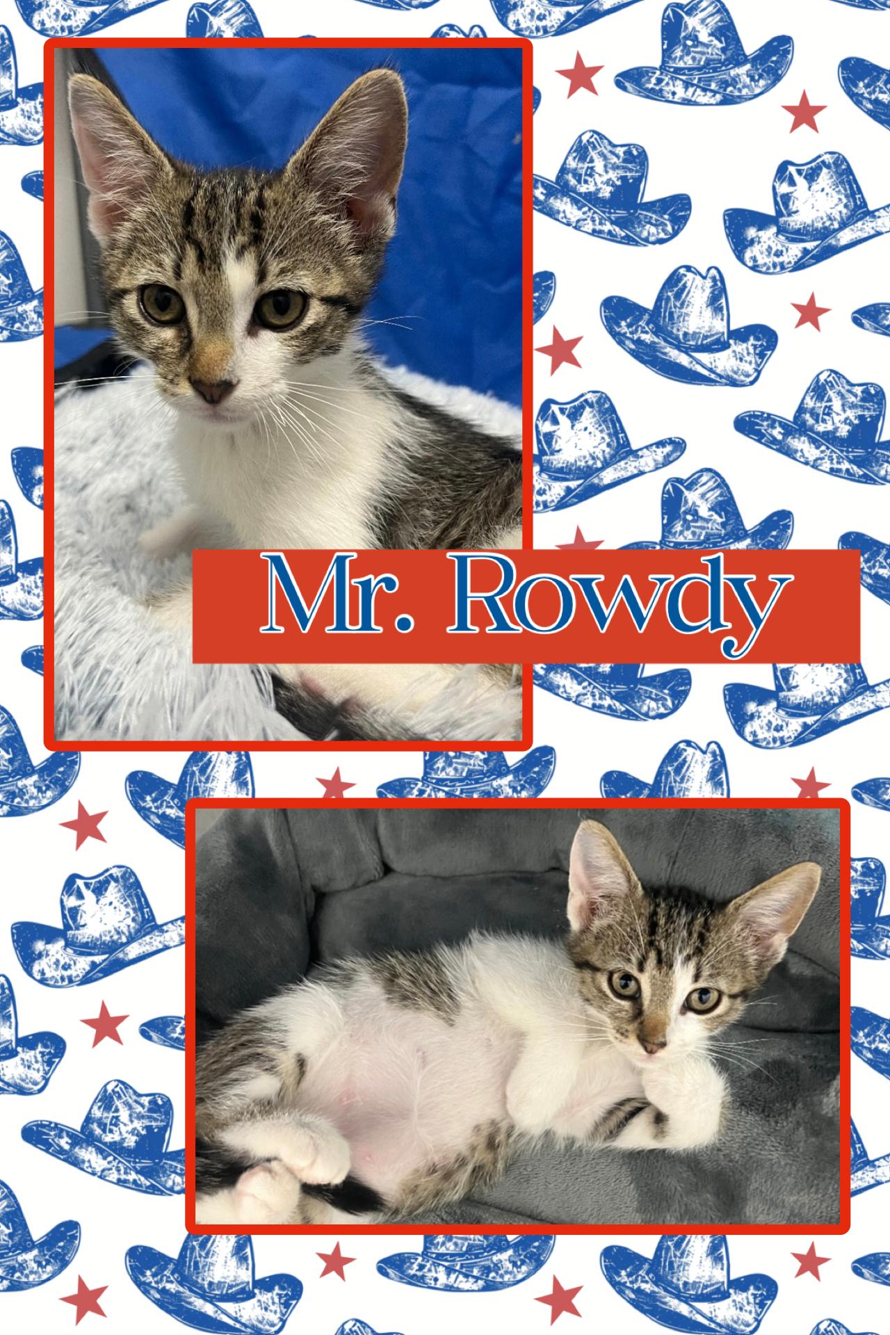 Enlarge Rowdy, a Adopted Domestic Short Hair in Kearney, NE image 1/1