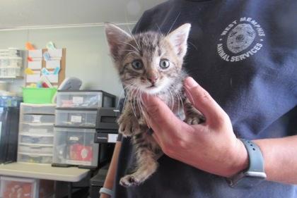 Romie, Adoptable, Kitten Male Domestic Short Hair & Domestic Short Hair.