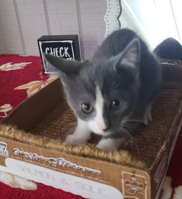 Matcha, a Adoptable Domestic Short Hair in Russellville, KY image 1/2