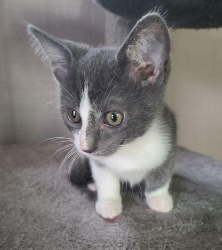 Matcha, a Adoptable Domestic Short Hair in Russellville, KY image 2/2