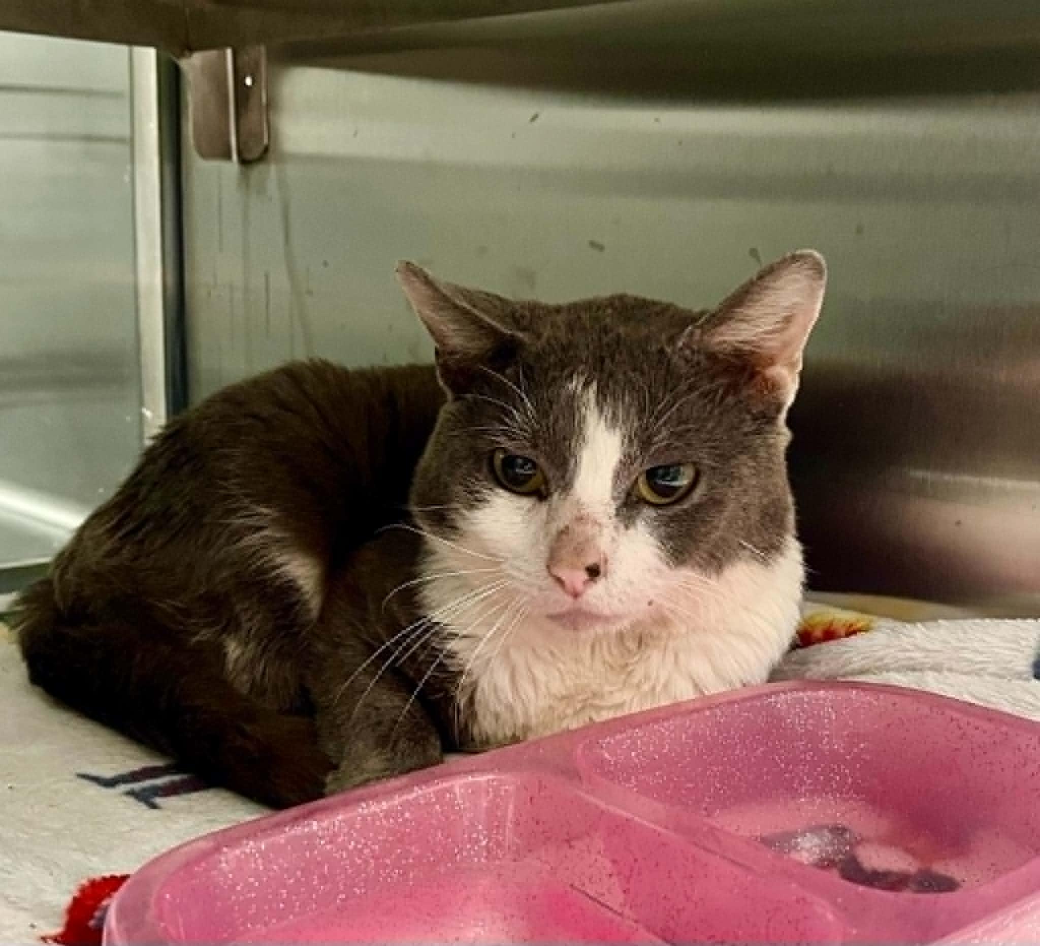 Enlarge Lay's, a Adoptable Domestic Short Hair in Moundsville, WV image 1/1