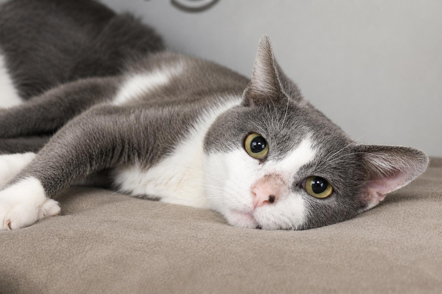 Lay's, a Adoptable Domestic Short Hair in Moundsville, WV image 1/2