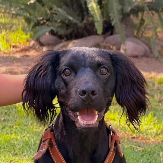 Cosmo (20260206-07), adopted, Puppy Male Dachshund.