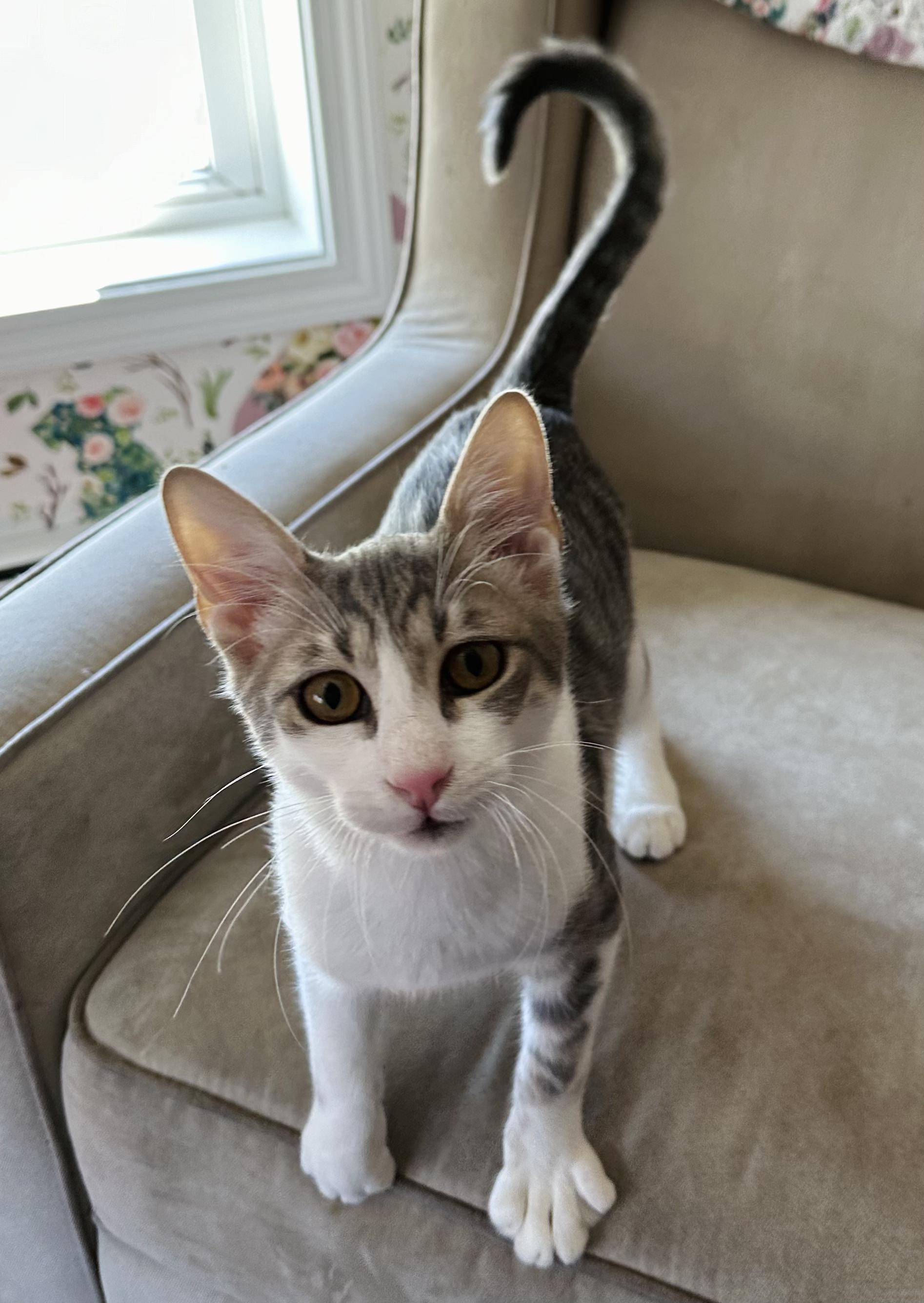 Popeye, Adopted, Young Male Exotic Shorthair.