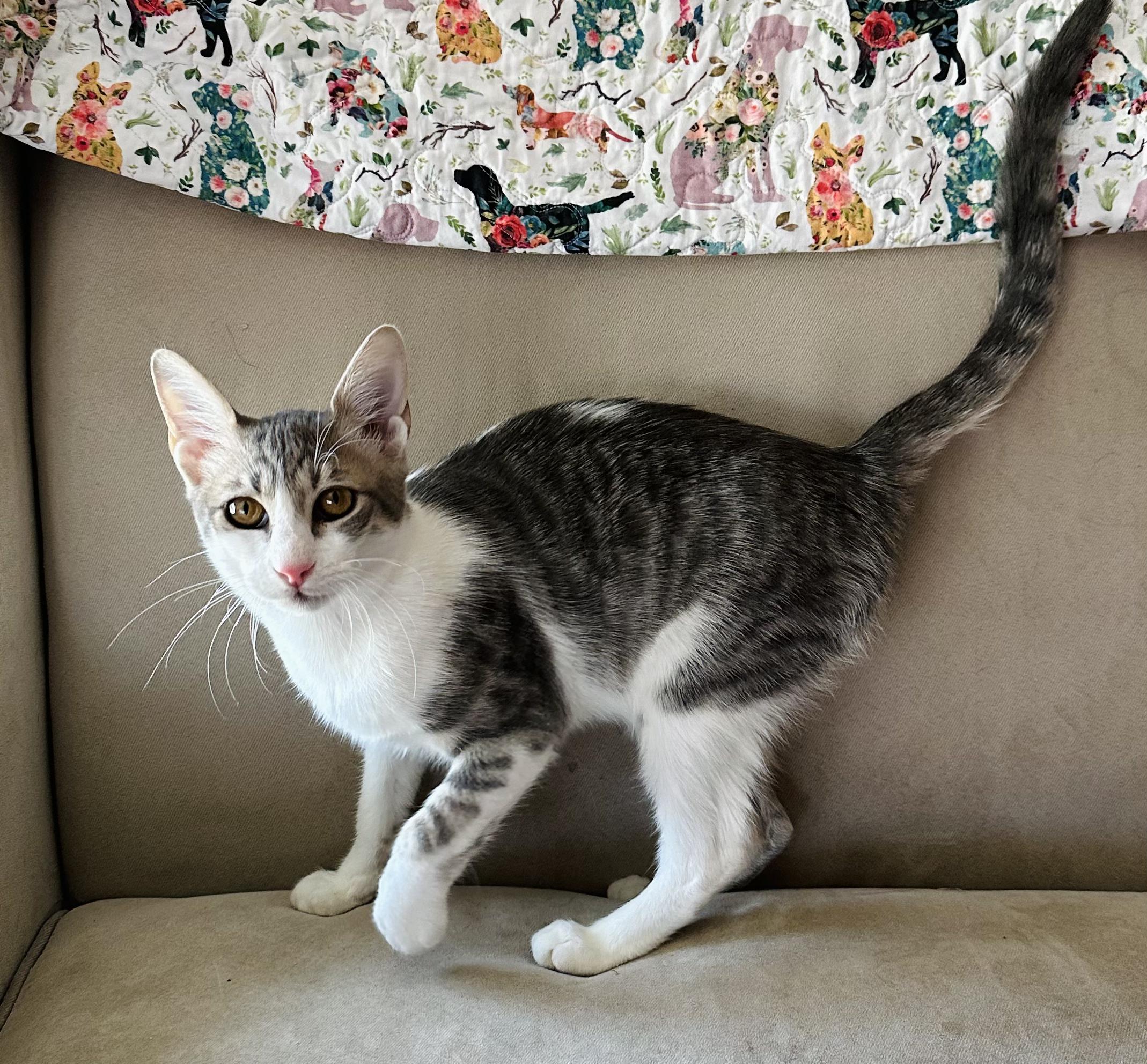 Popeye, a Adopted Exotic Shorthair in Brooks, ME image 2/2