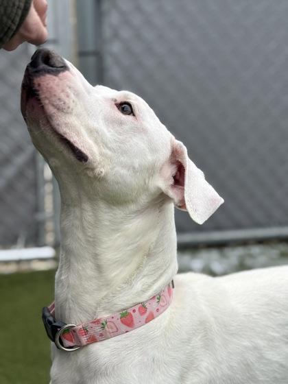 Strawberry (in foster), Adoptable, Adult Female Pit Bull Terrier & Mixed Breed.
