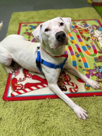 Strawberry (in foster), Adoptable, Adult Female Pit Bull Terrier & Mixed Breed.