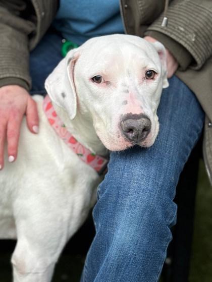 Strawberry (in foster), a Adoptable mixed breed in Fishers, IN image 2/3