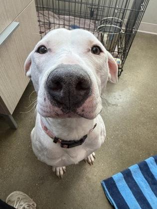 Strawberry (in foster) — thumbnail 2