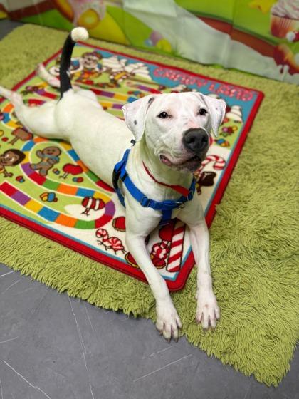 Enlarge Strawberry (in foster), a Adoptable mixed breed in Fishers, IN image 3/3