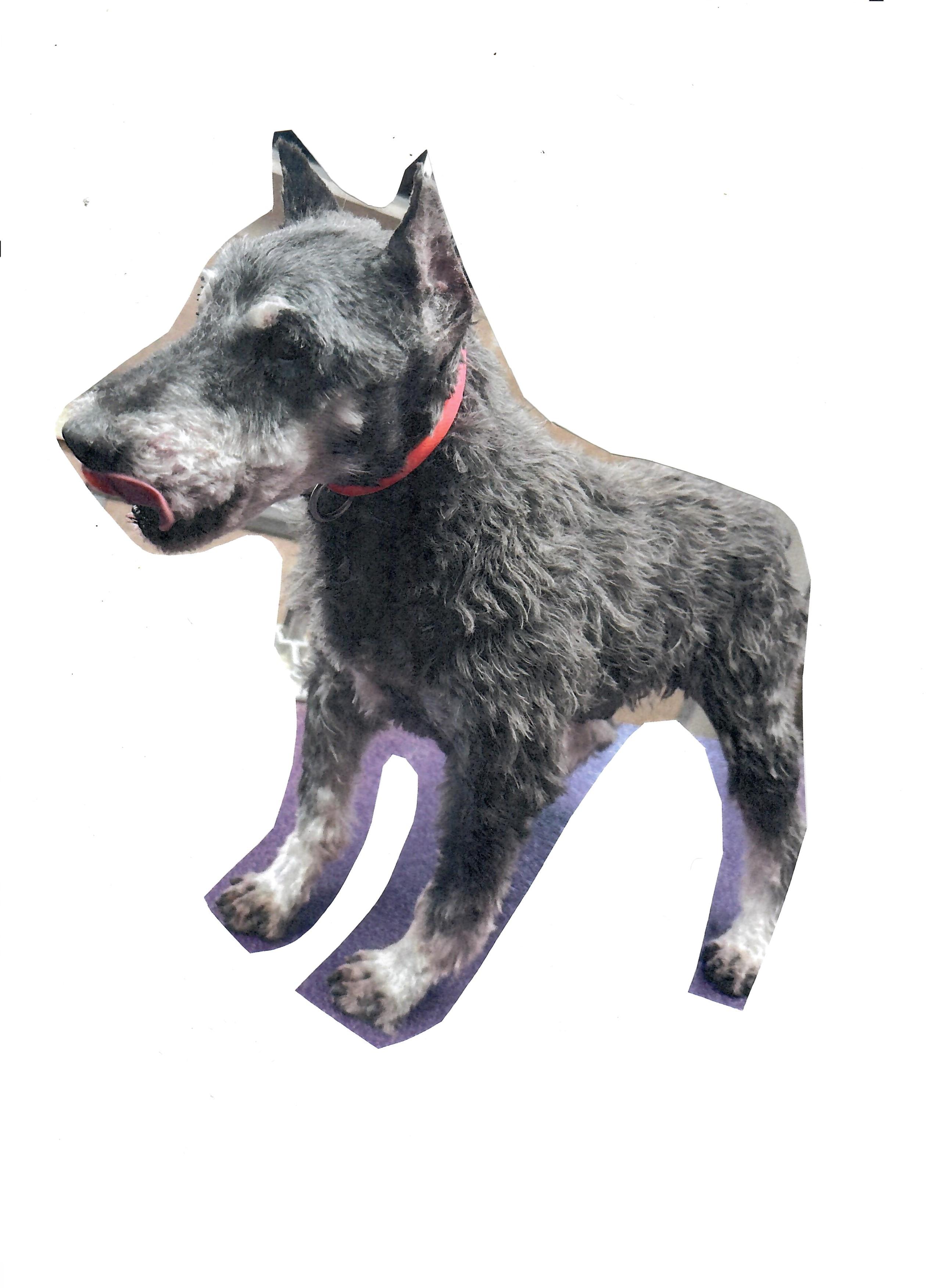 Enlarge Hotlanta, a ADOPTABLE Schnauzer in Livonia, MI image 2/2