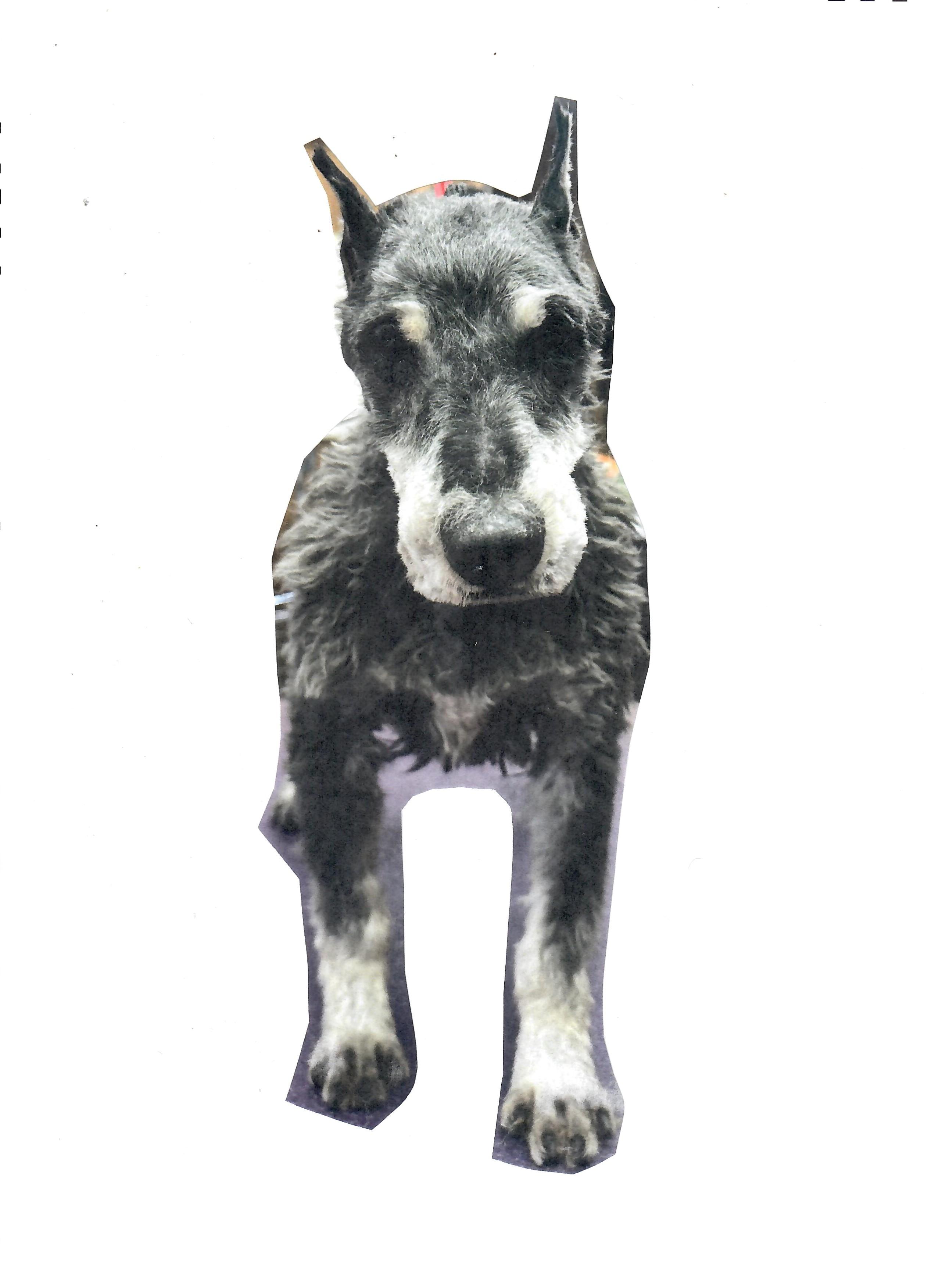 Enlarge Hotlanta, a ADOPTABLE Schnauzer in Livonia, MI image 1/2