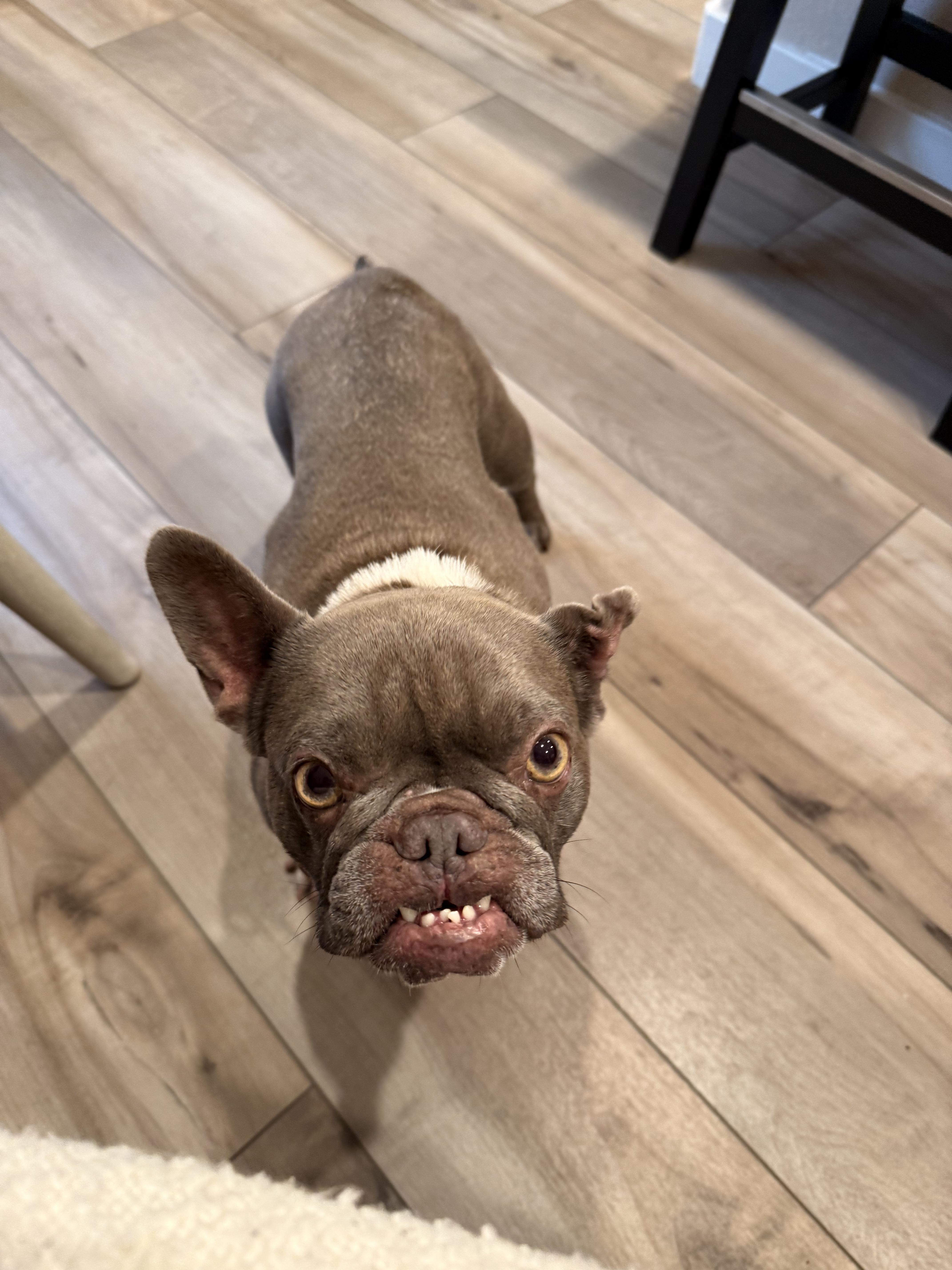 Enlarge Martian , a ADOPTABLE French Bulldog in Sacramento, CA image 5/6