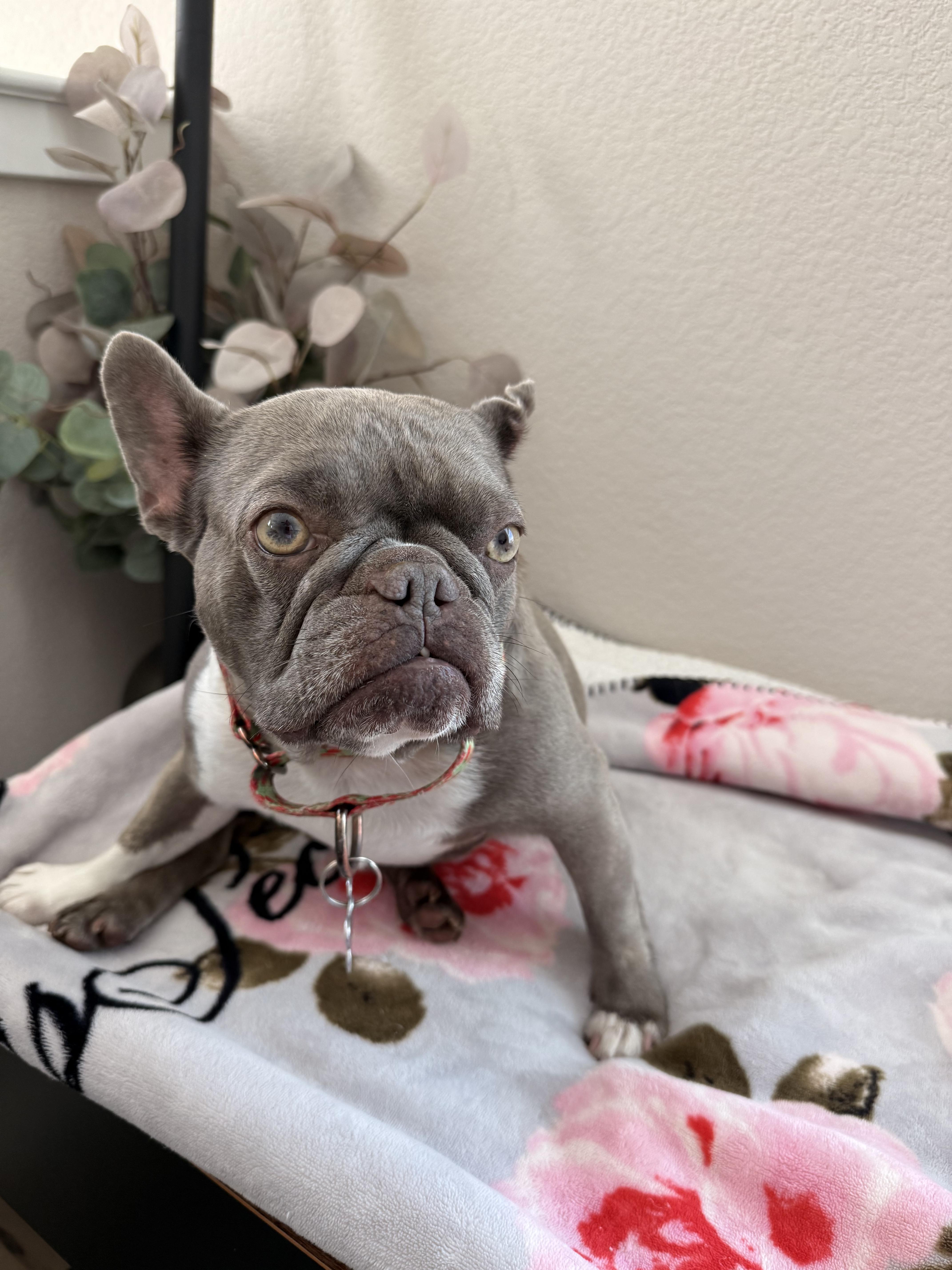 Enlarge Martian , a ADOPTABLE French Bulldog in Sacramento, CA image 2/6