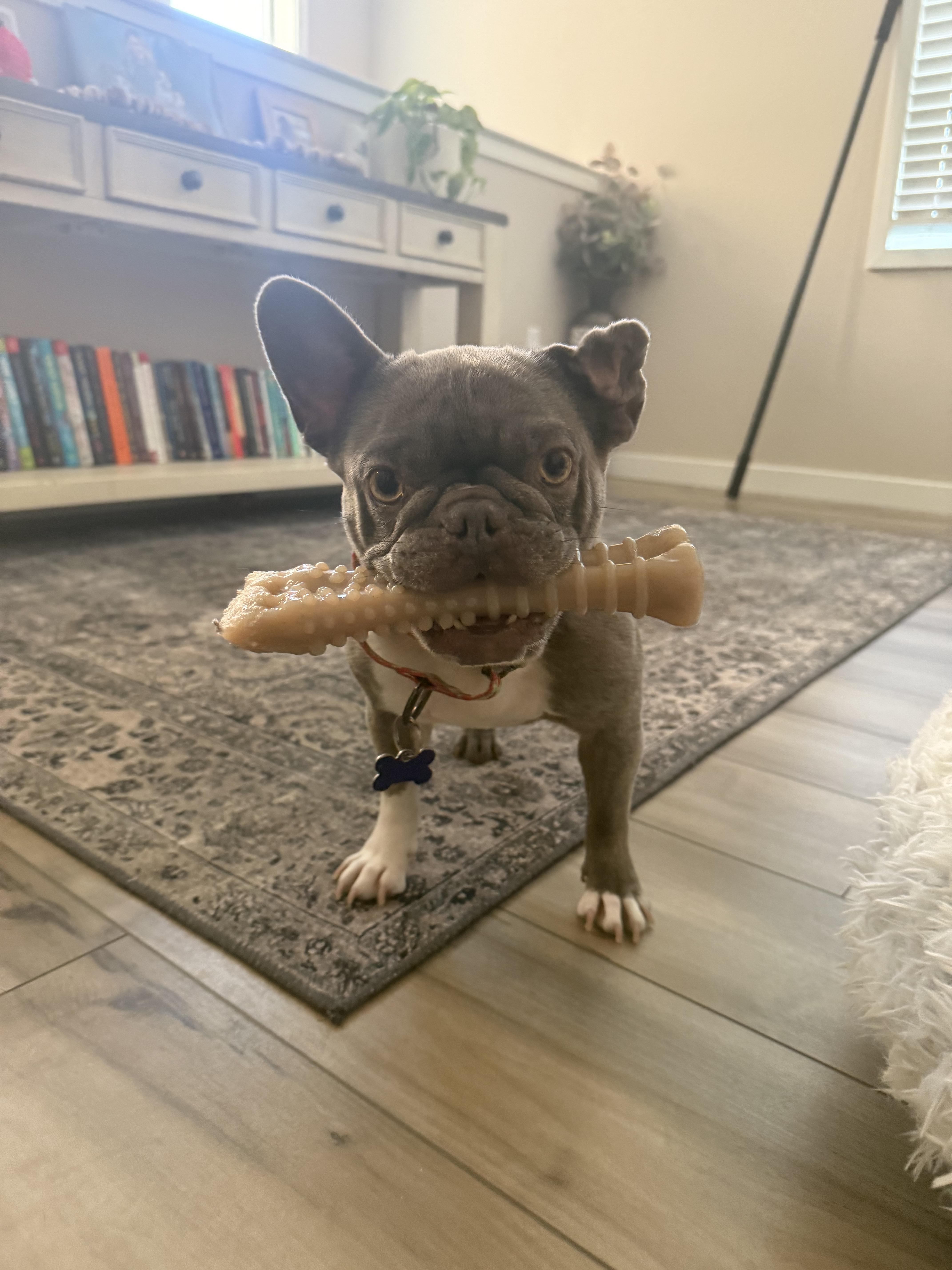 Enlarge Martian , a ADOPTABLE French Bulldog in Sacramento, CA image 3/6