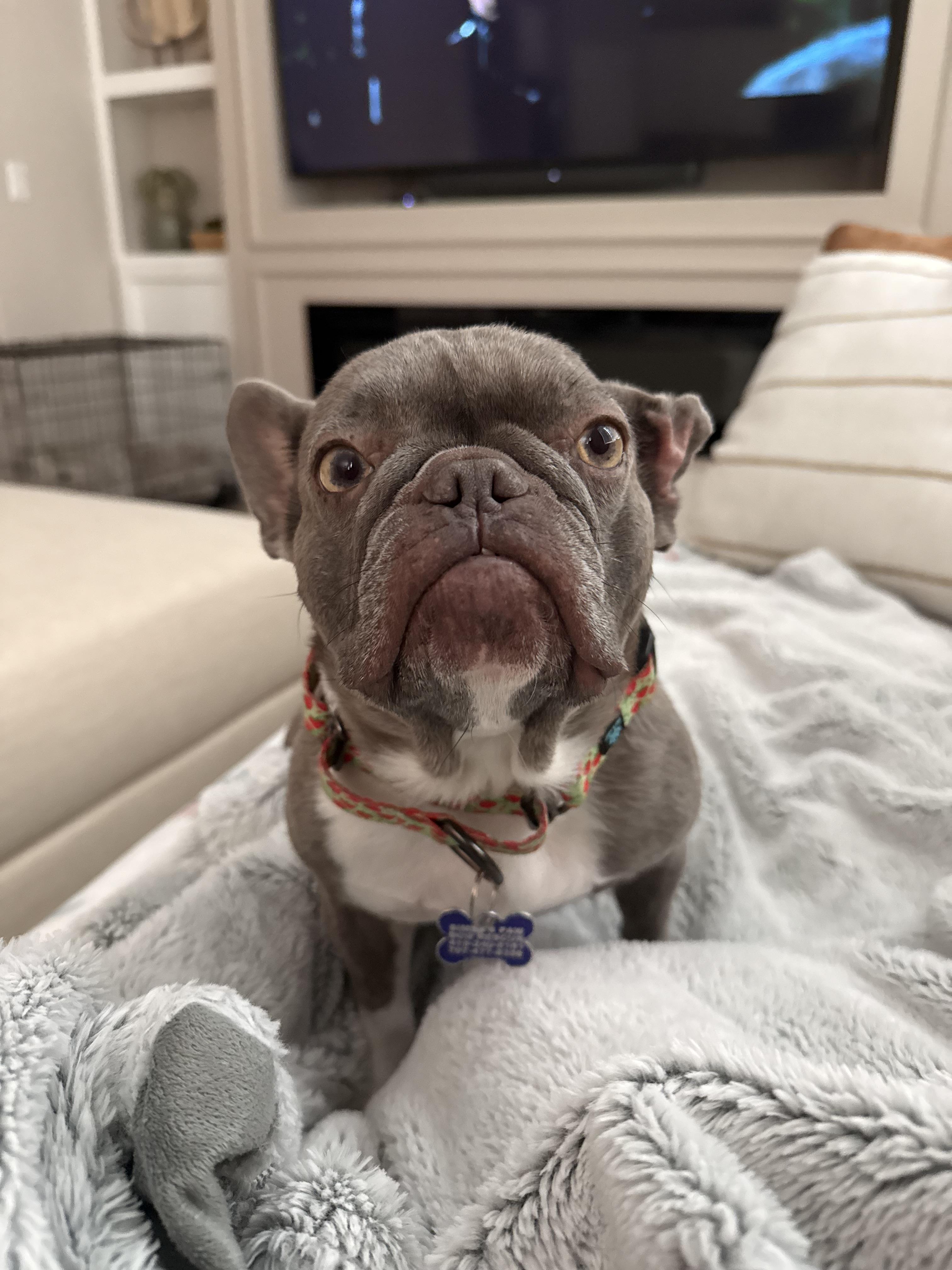 Martian , ADOPTABLE, Adult Female French Bulldog.