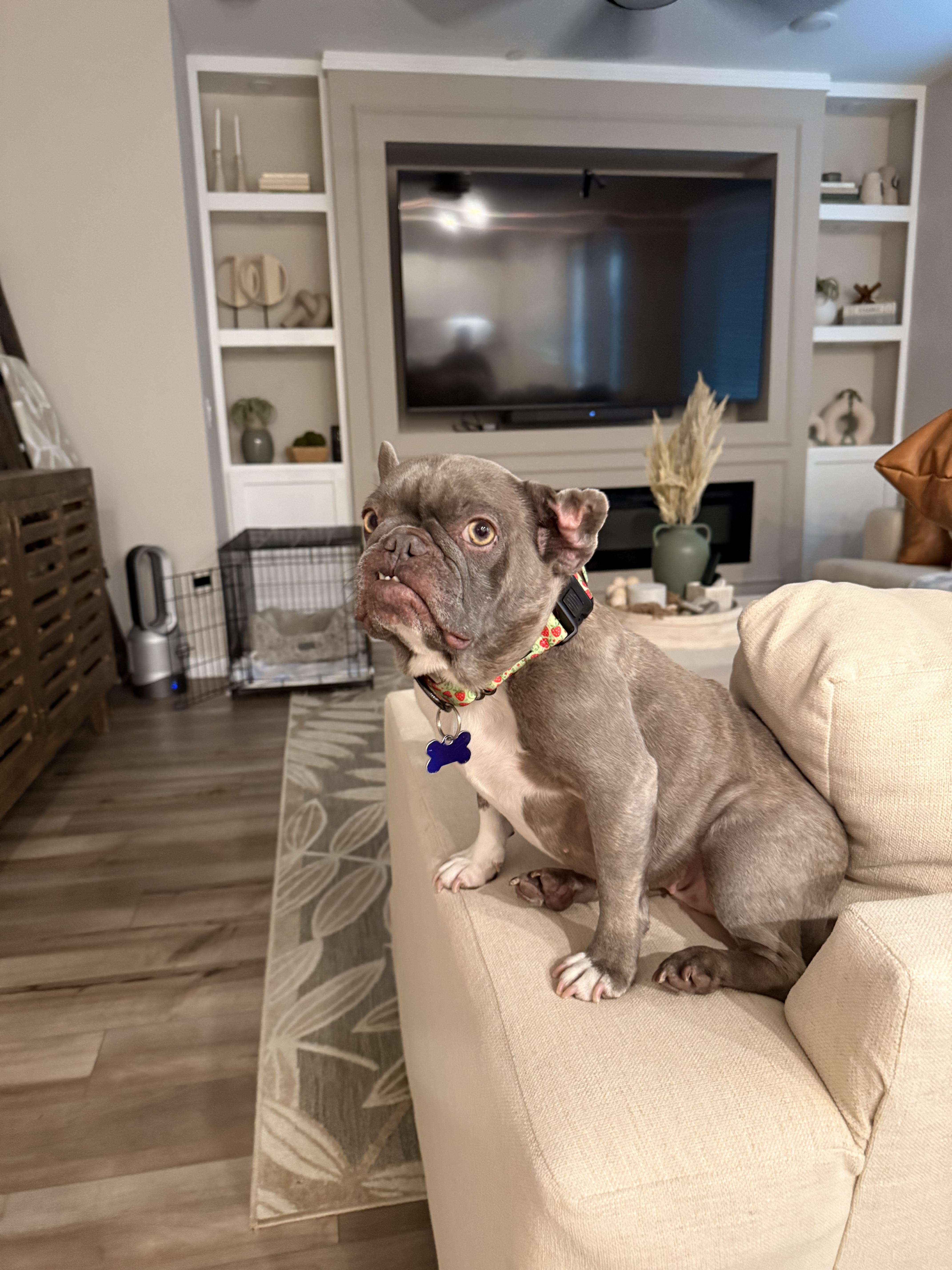 Enlarge Martian , a ADOPTABLE French Bulldog in Sacramento, CA image 4/6