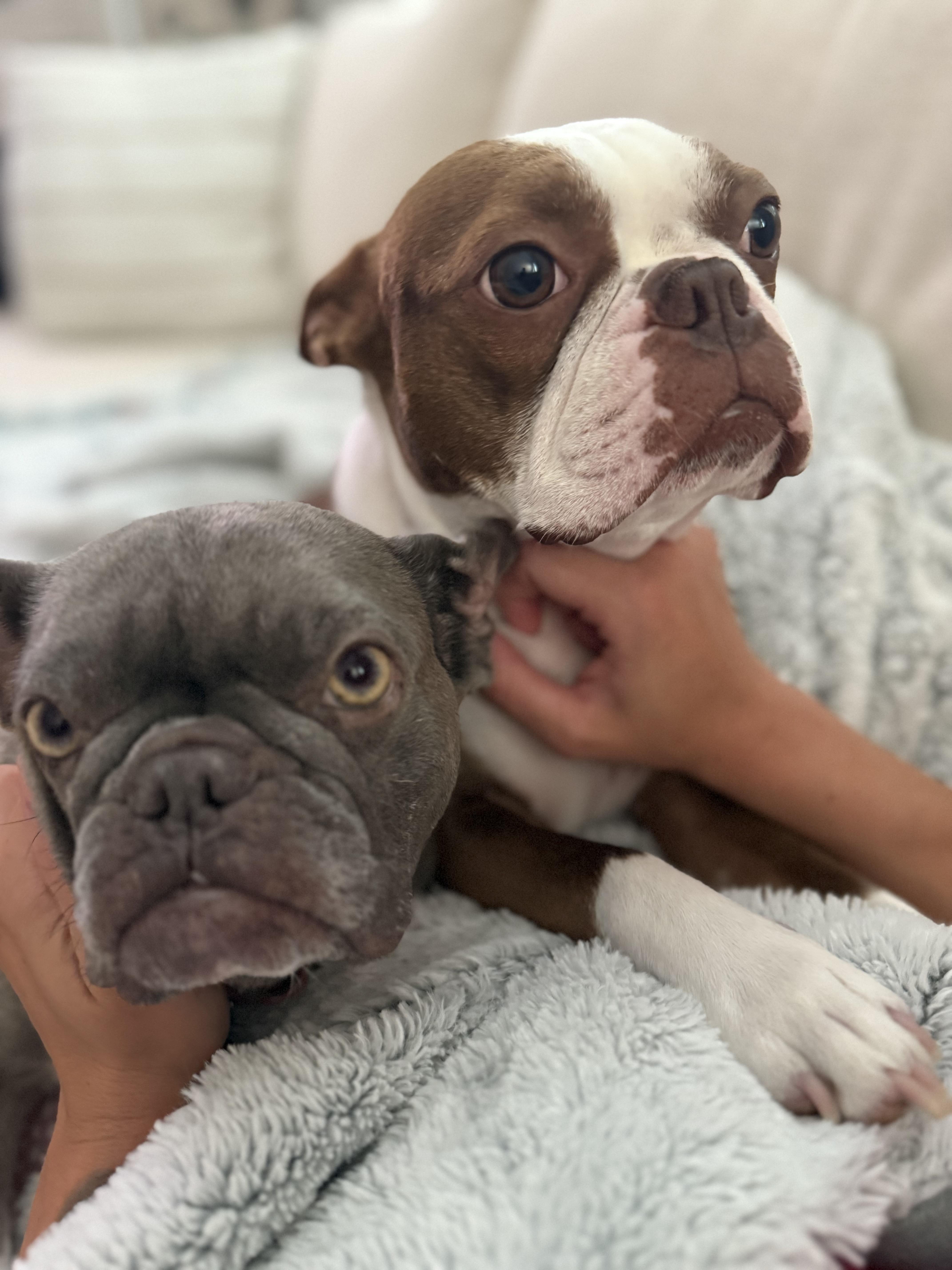 Martian , ADOPTABLE, Adult Female French Bulldog.