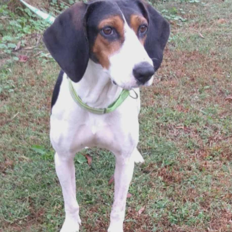 Enlarge Sadie, a Adoptable Mixed Breed in Hopkinton, MA image 3/5