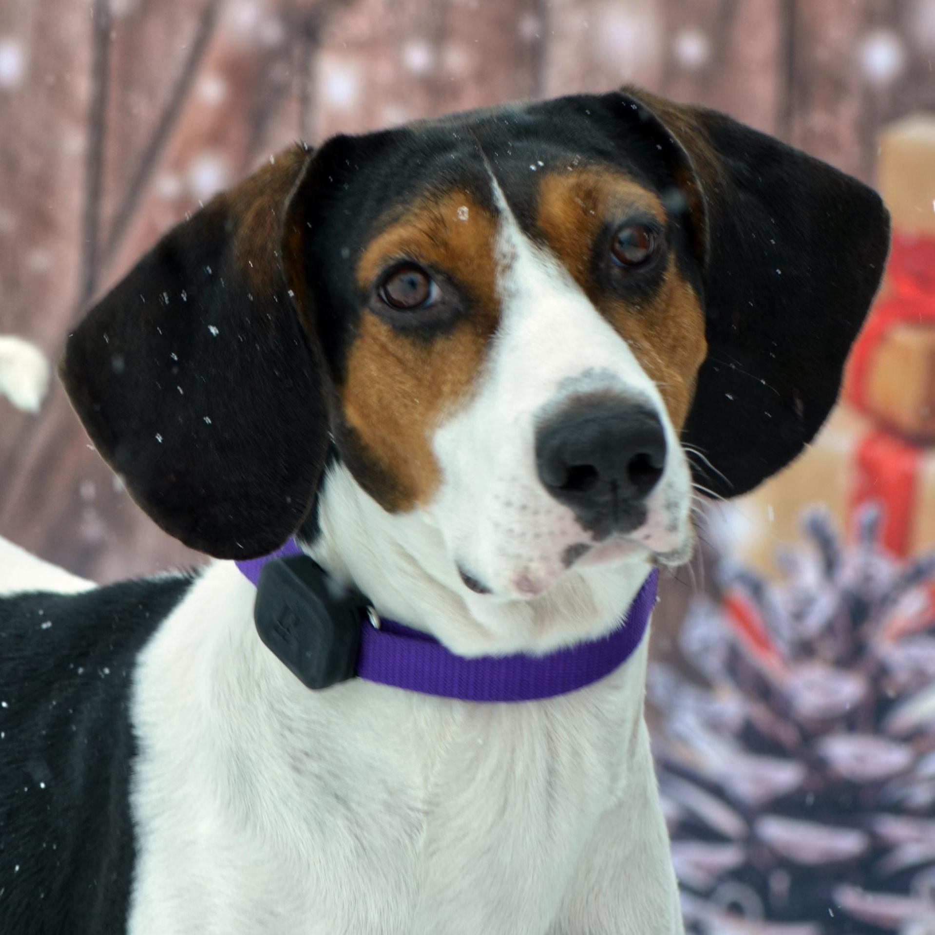 Sadie, Adoptable, Adult Female Mixed Breed.