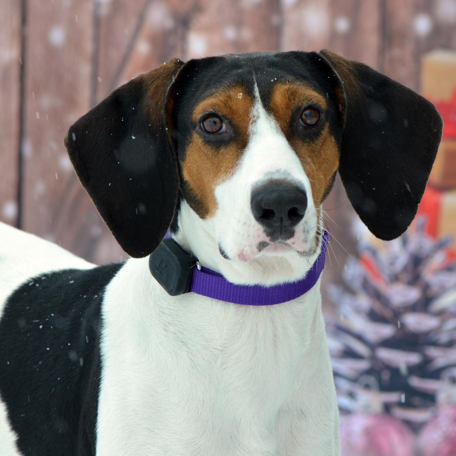 Enlarge Sadie, a Adoptable Mixed Breed in Hopkinton, MA image 5/5