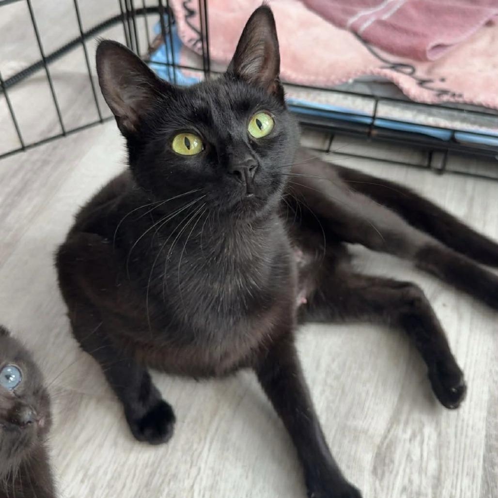 Mako (Holland Cat Cove), Adoptable, Adult Female Domestic Short Hair.