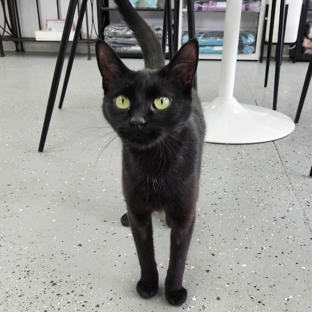 Mako (Holland Cat Cove), a Adoptable Domestic Short Hair in West Olive, MI image 2/3