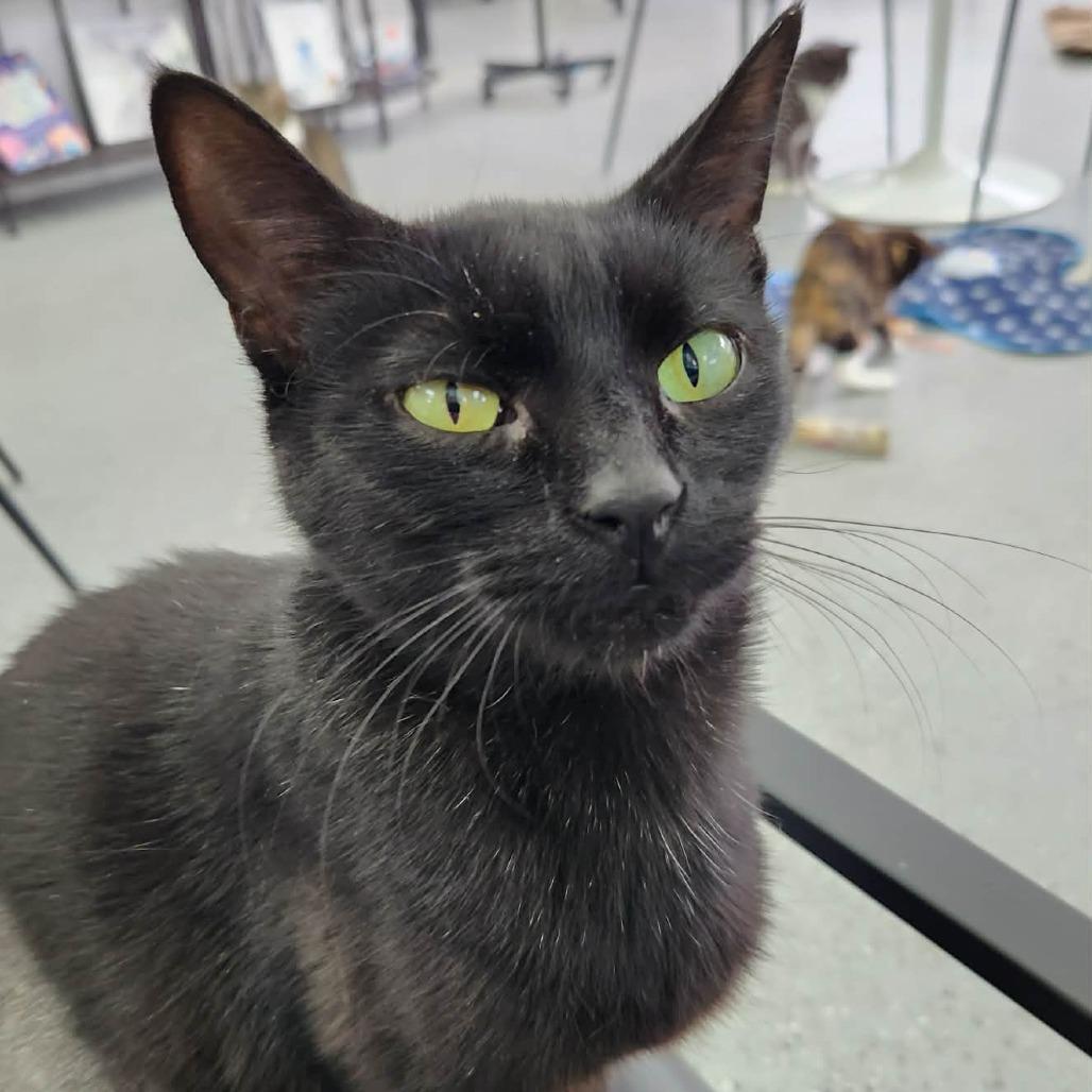 Mako (Holland Cat Cove), a Adoptable Domestic Short Hair in West Olive, MI image 3/3