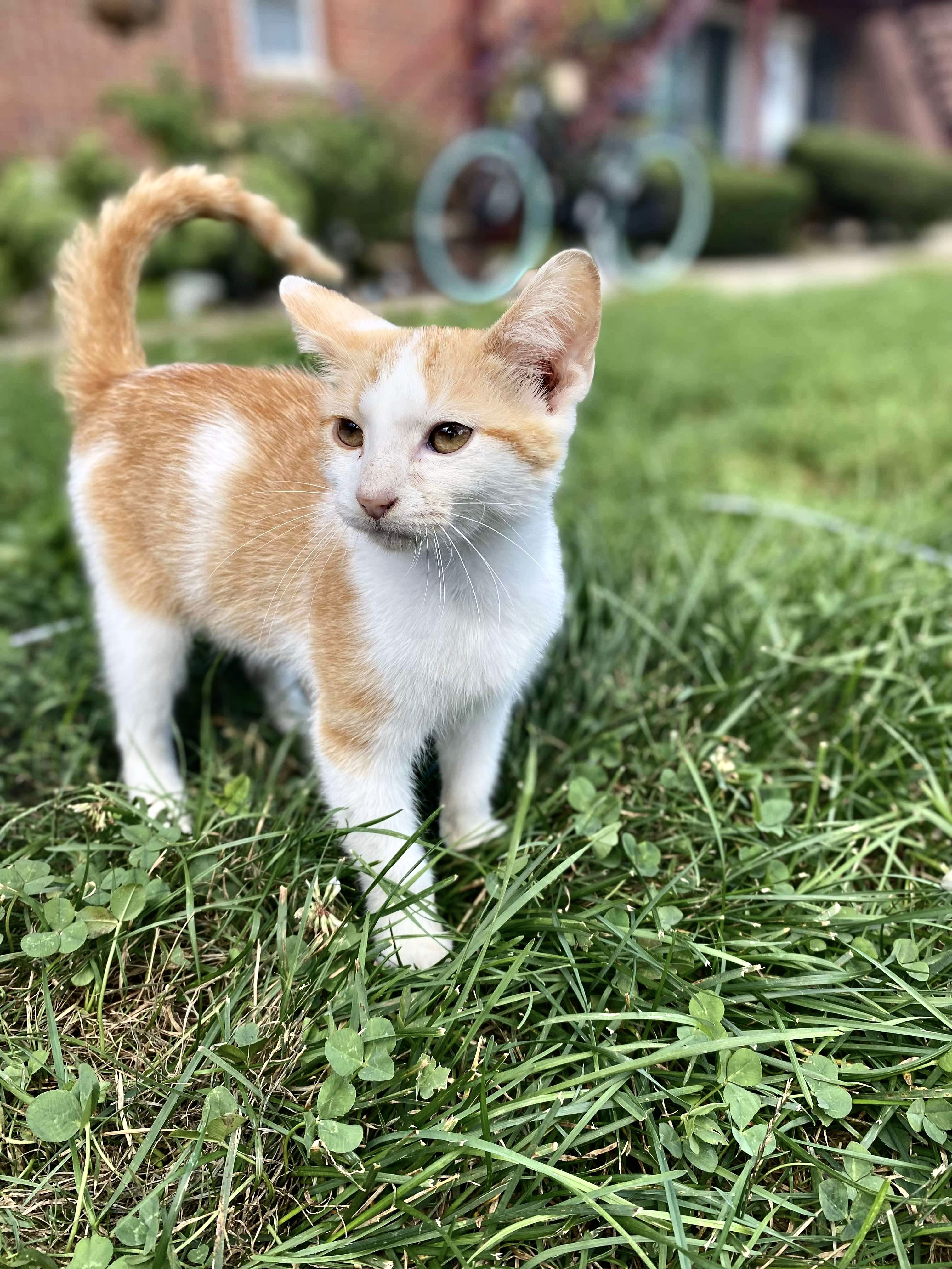 Cat for adoption 12 wk old kitten finnagan, a Domestic Medium Hair