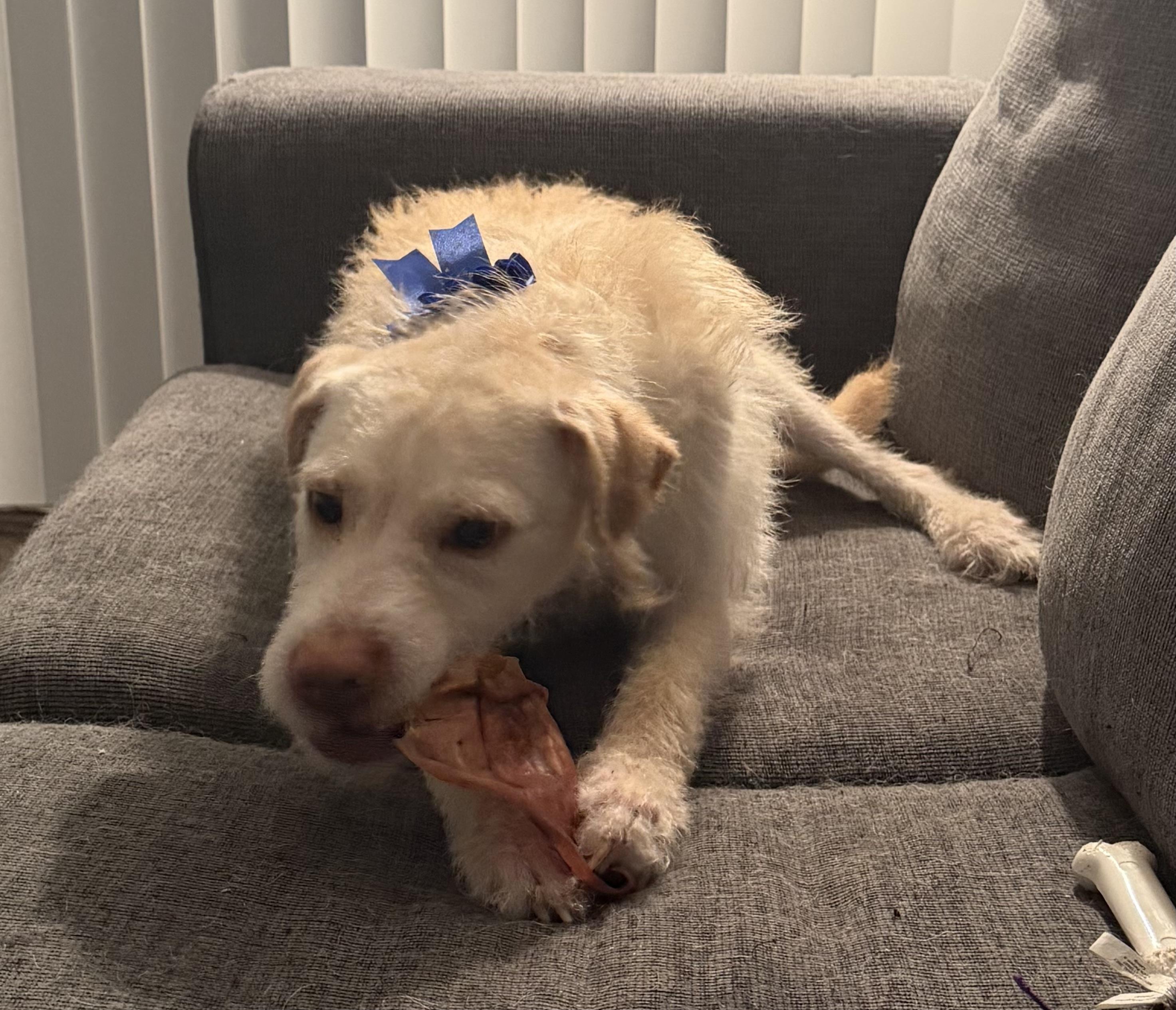 Enlarge Johnny, an adoptable mixed breed in Palm Harbor, FL image 5/6