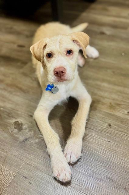 Enlarge Johnny, an adoptable mixed breed in Palm Harbor, FL image 1/6