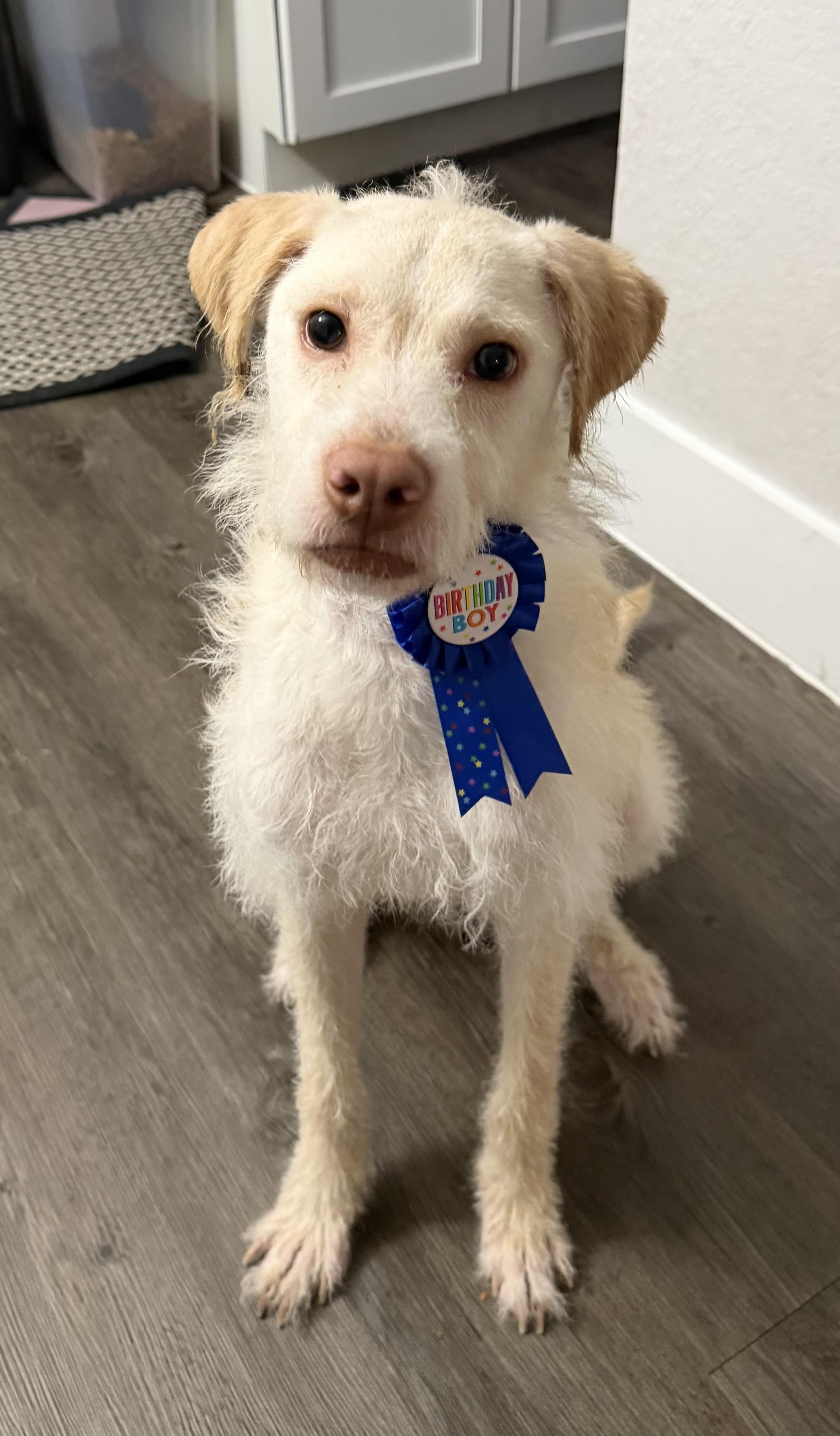 Enlarge Johnny, an adoptable mixed breed in Palm Harbor, FL image 4/6