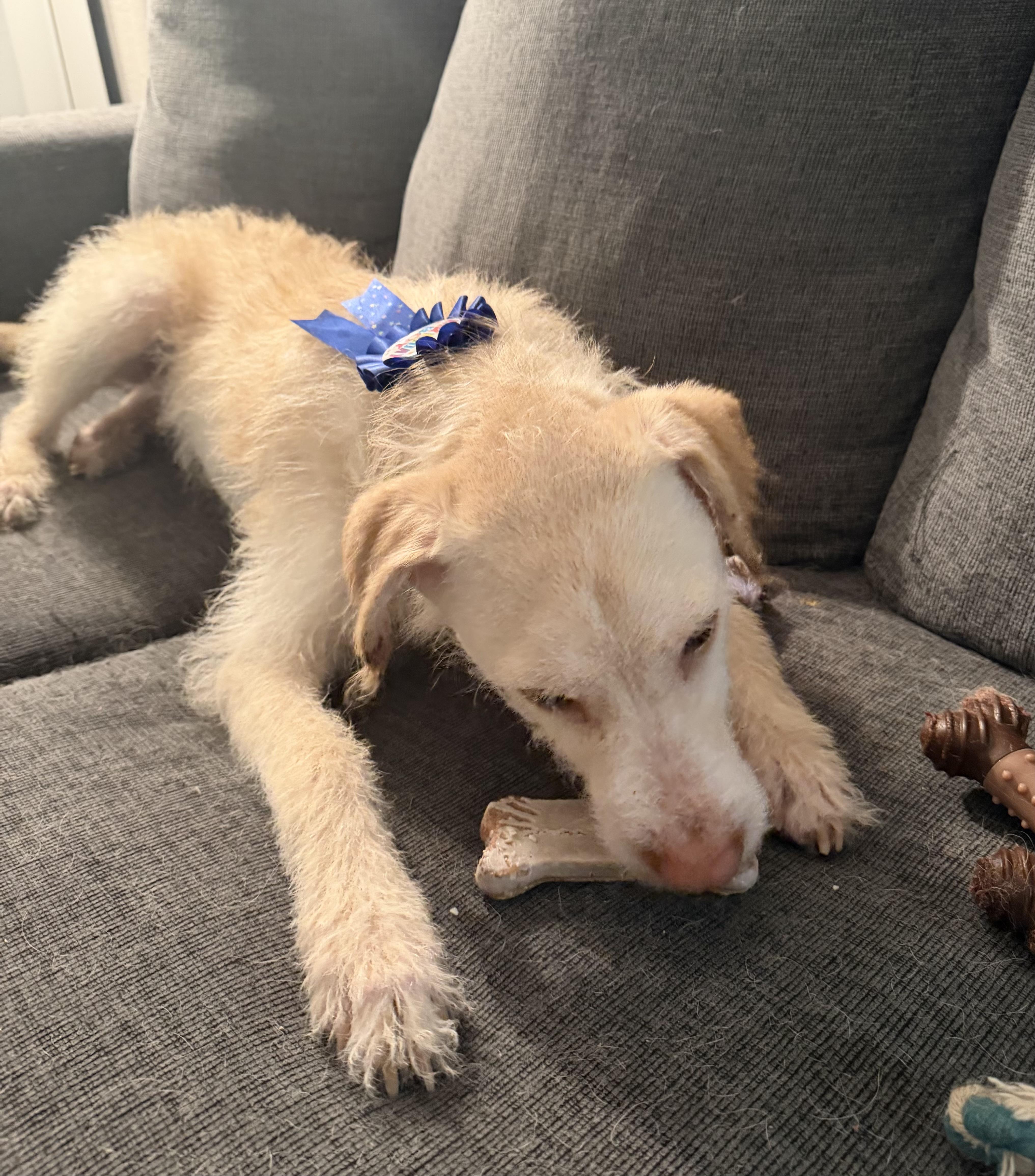 Enlarge Johnny, an adoptable mixed breed in Palm Harbor, FL image 6/6