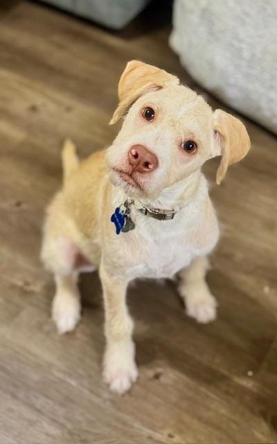 Enlarge Johnny, an adoptable mixed breed in Palm Harbor, FL image 3/6