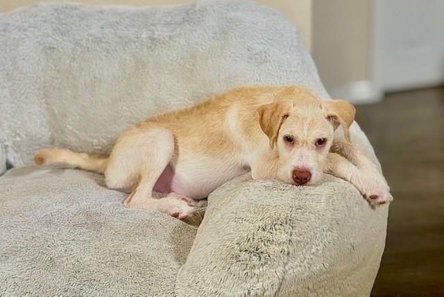 Enlarge Johnny, an adoptable mixed breed in Palm Harbor, FL image 2/6