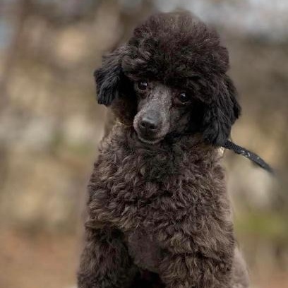 Abe, Adopted, Adult Male Poodle.