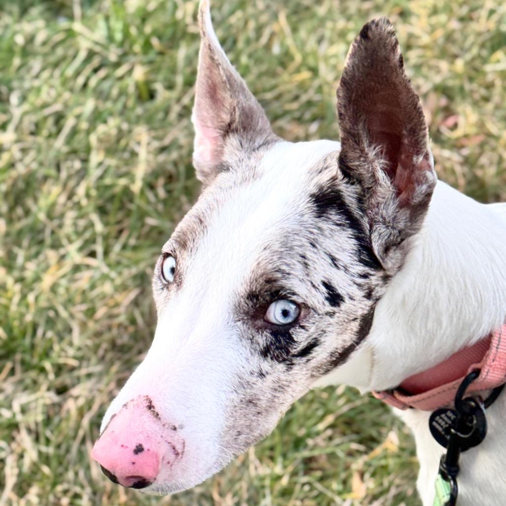 Lavender Blue, a Adoptable Mixed Breed in Fredericksburg, VA image 3/6