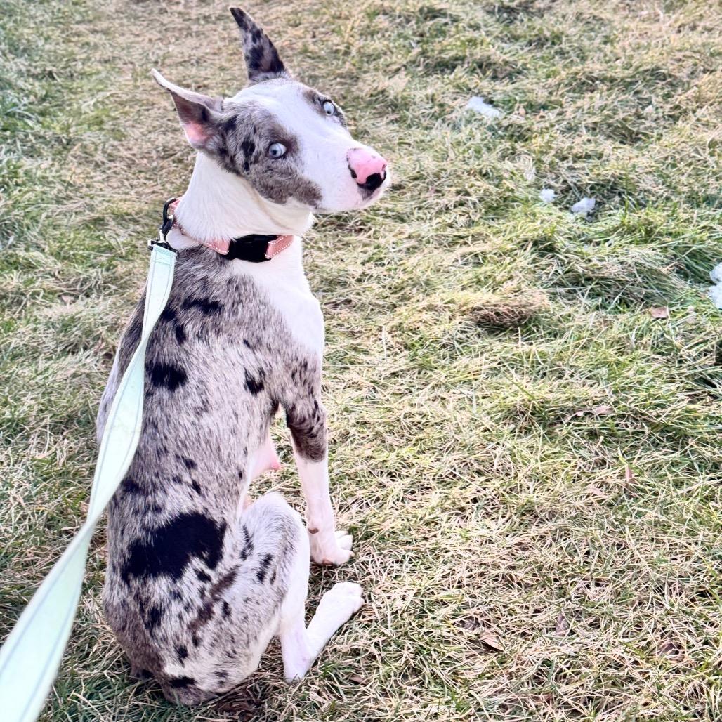 Lavender Blue, a Adoptable Mixed Breed in Fredericksburg, VA image 4/6