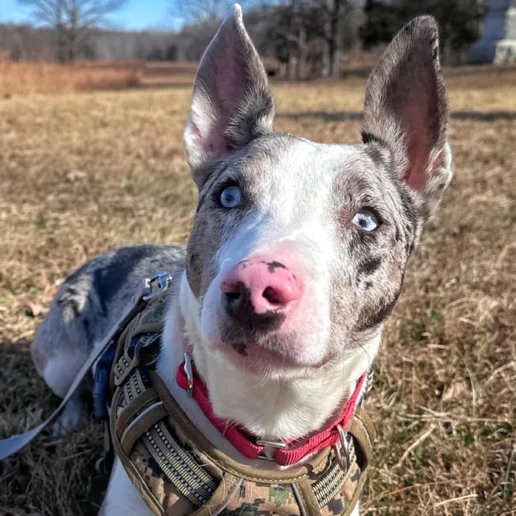 Lavender Blue, a Adoptable Mixed Breed in Fredericksburg, VA image 5/6