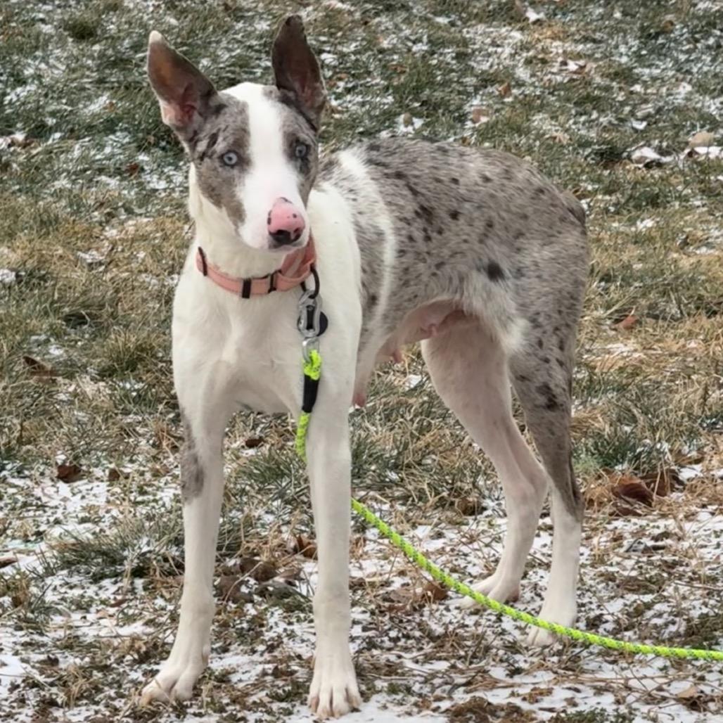 Lavender Blue, a Adoptable Mixed Breed in Fredericksburg, VA image 6/6