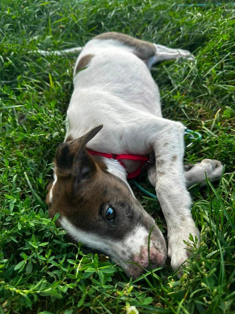 Router, a Adoptable mixed breed in Fond Du Lac, WI image 3/5