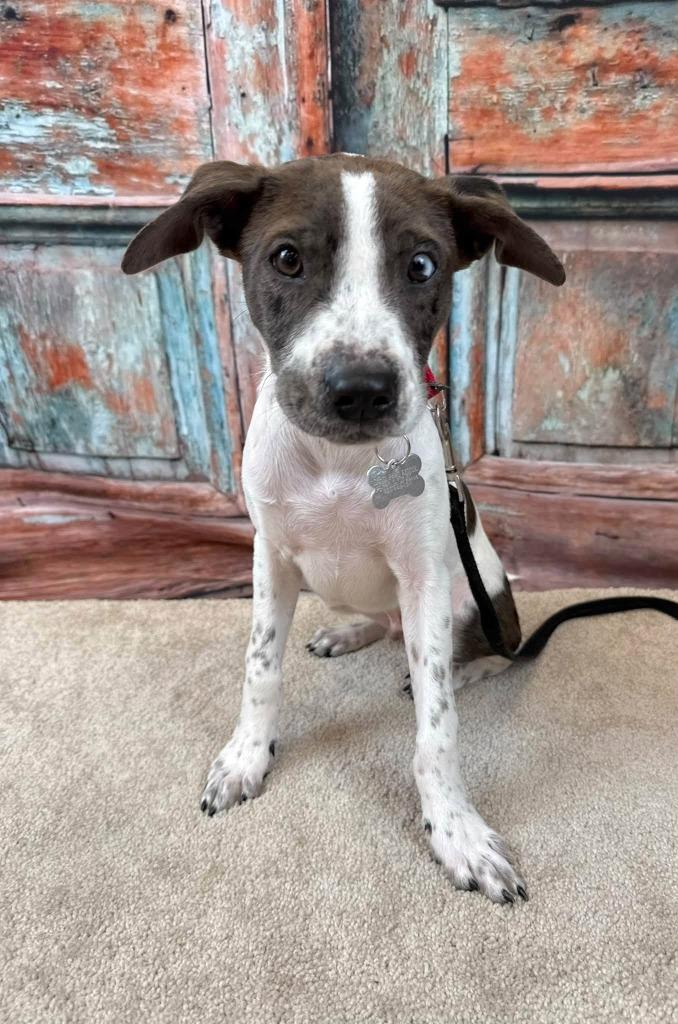 Enlarge Router, a Adoptable mixed breed in Fond Du Lac, WI image 3/4