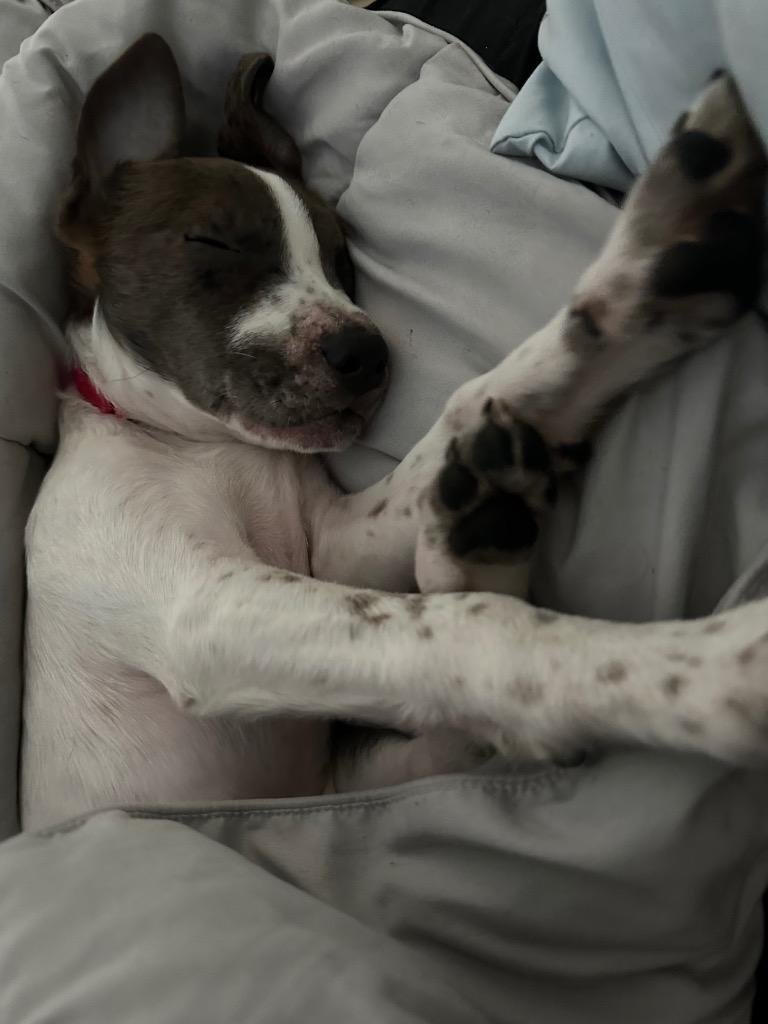 Router, a Adoptable mixed breed in Fond Du Lac, WI image 4/5