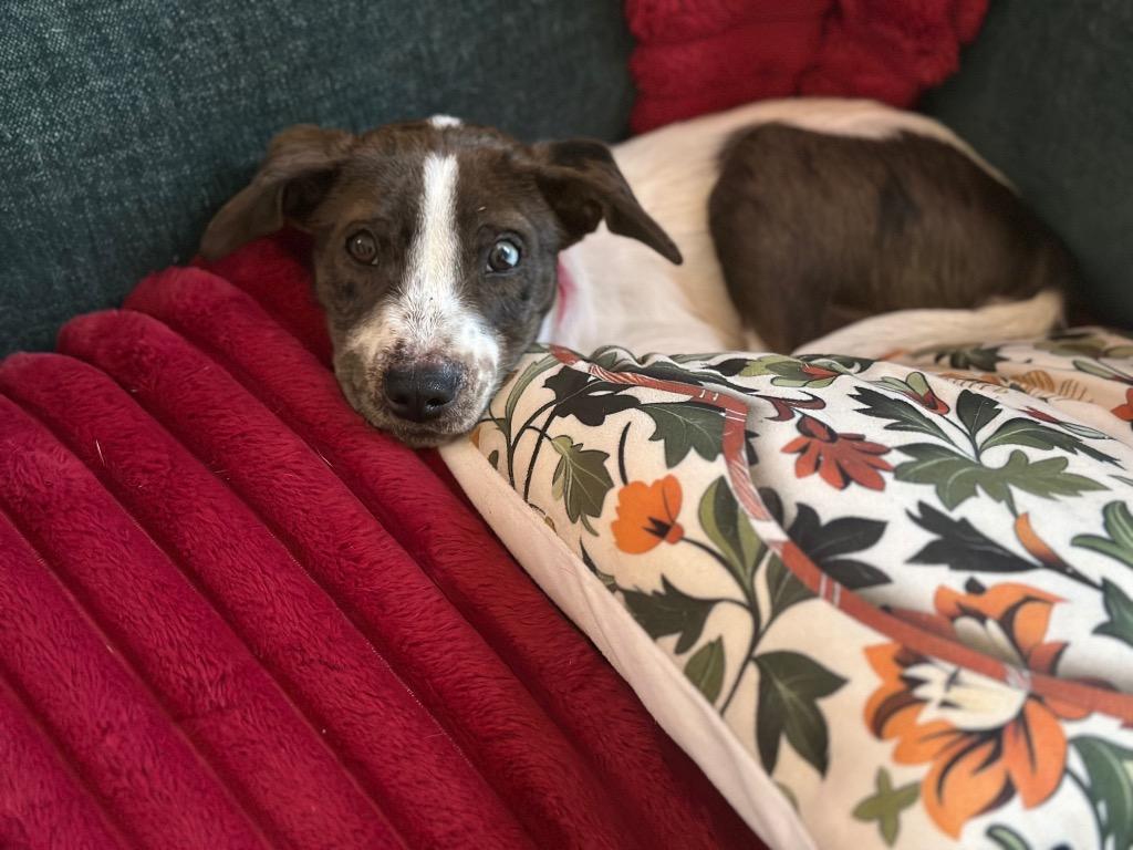 Router, a Adoptable mixed breed in Fond Du Lac, WI image 5/5